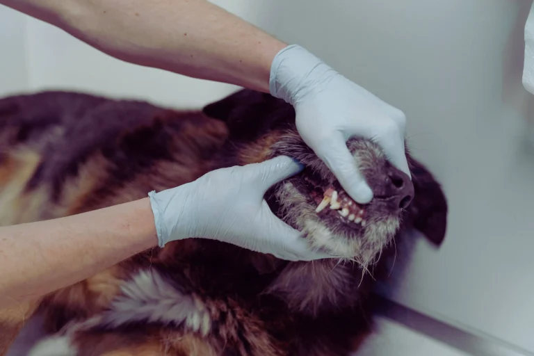 Pet Dental Hygiene Tips