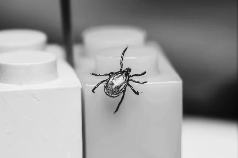 Natural Flea and Tick Prevention for Pets