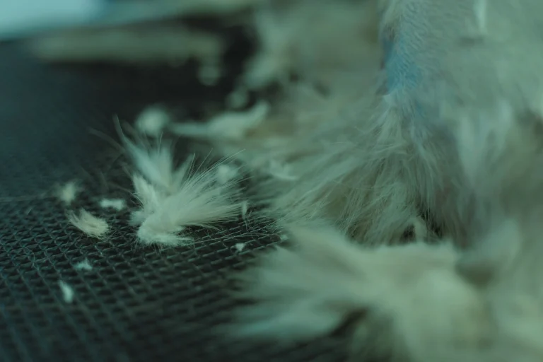 How to Reduce Pet Shedding Naturally