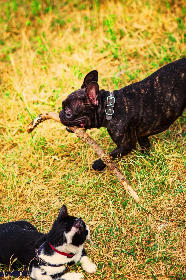 Summer Grooming Tips for Dogs and Cats