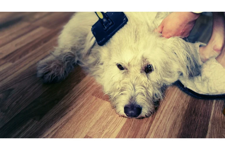 Best Dog Grooming Tips at Home