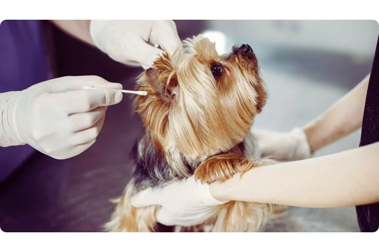 Dog Ear Cleaning Step by Step
