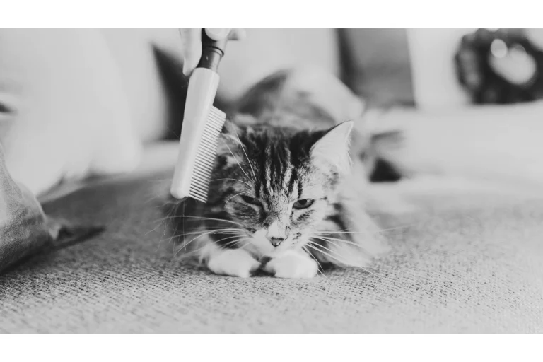 Cat Grooming Mistakes to Avoid